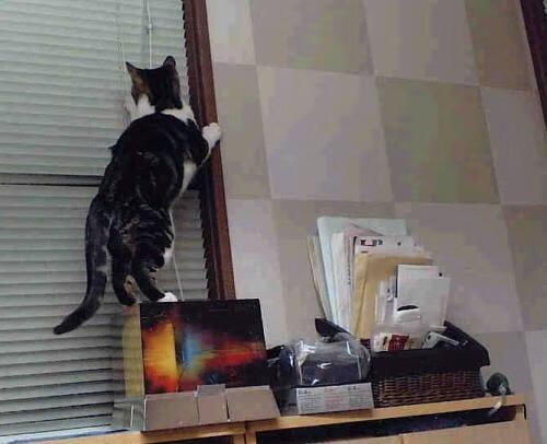 德甲争冠白热化，国际风云突现，厄瓜多尔封锁安哥拉背后的足球与政治交织